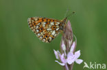 Small Pearl-Bordered Fritillary (Boloria selene)