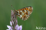 Small Pearl-Bordered Fritillary (Boloria selene)