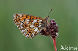 Small Pearl-Bordered Fritillary (Boloria selene)