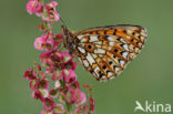 Zilveren maan (Boloria selene)