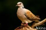 Zomertortel (Streptopelia turtur)