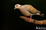 European Turtle-Dove (Streptopelia turtur)