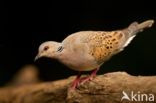 European Turtle-Dove (Streptopelia turtur)