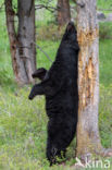 Zwarte beer (Ursus americanus)