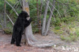 Zwarte beer (Ursus americanus)