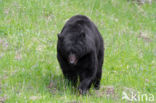 Zwarte beer (Ursus americanus)