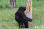 Zwarte beer (Ursus americanus)