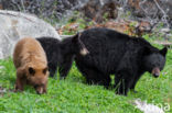 American black bear (Ursus americanus)