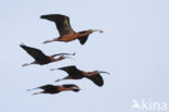 Zwarte Ibis (Plegadis falcinellus)