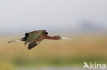 Glossy Ibis (Plegadis falcinellus)