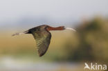 Zwarte Ibis (Plegadis falcinellus)