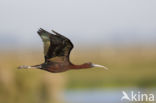 Glossy Ibis (Plegadis falcinellus)