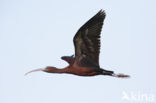 Zwarte Ibis (Plegadis falcinellus)