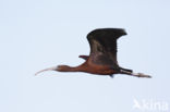 Glossy Ibis (Plegadis falcinellus)