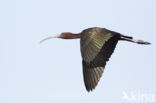 Glossy Ibis (Plegadis falcinellus)