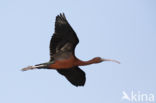 Zwarte Ibis (Plegadis falcinellus)