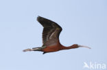 Glossy Ibis (Plegadis falcinellus)