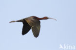 Glossy Ibis (Plegadis falcinellus)