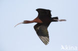 Glossy Ibis (Plegadis falcinellus)