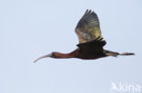 Zwarte Ibis (Plegadis falcinellus)