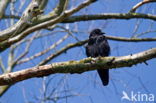 Zwarte Kraai (Corvus corone)