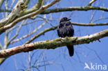 Zwarte Kraai (Corvus corone)