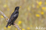 Spotless Starling (Sturnus unicolor)