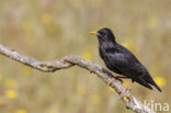 Spotless Starling (Sturnus unicolor)