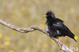 Spotless Starling (Sturnus unicolor)
