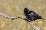 Spotless Starling (Sturnus unicolor)