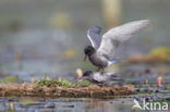 Zwarte Stern (Chlidonias niger)