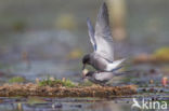 Zwarte Stern (Chlidonias niger)