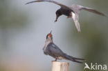 Black Tern (Chlidonias niger)