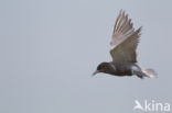 Black Tern (Chlidonias niger)