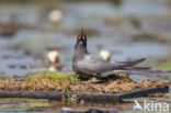 Zwarte Stern (Chlidonias niger)