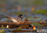 Zwarte Stern (Chlidonias niger)