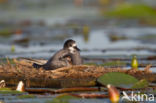 Zwarte Stern (Chlidonias niger)