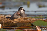 Black Tern (Chlidonias niger)