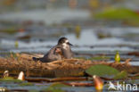 Zwarte Stern (Chlidonias niger)