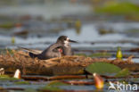 Zwarte Stern (Chlidonias niger)