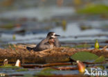 Black Tern (Chlidonias niger)