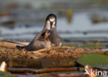 Zwarte Stern (Chlidonias niger)