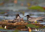 Black Tern (Chlidonias niger)