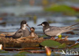 Zwarte Stern (Chlidonias niger)