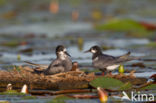 Zwarte Stern (Chlidonias niger)