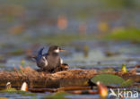 Black Tern (Chlidonias niger)