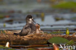 Black Tern (Chlidonias niger)