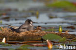 Zwarte Stern (Chlidonias niger)