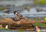 Zwarte Stern (Chlidonias niger)