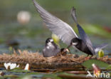 Zwarte Stern (Chlidonias niger)